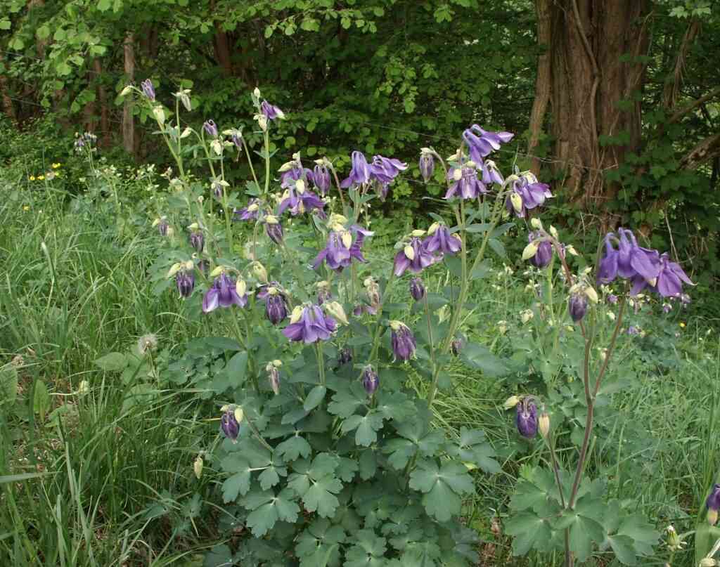 Aquilegia vulgaris